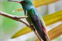 GreenPurpleWingBird1